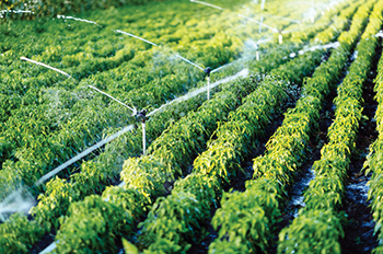Agriculture Agriculture